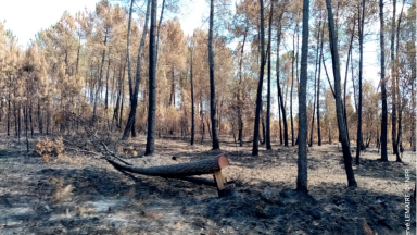 Boisement brûlé - incendie Landiras