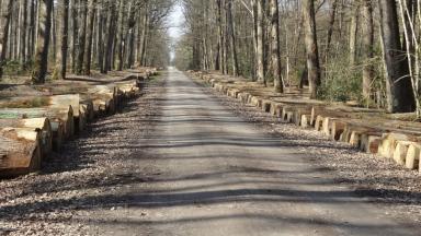 Bois en bord de route