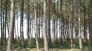 Pin maritime Mimizan