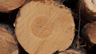 Grume PM - Anne Geneix © CNPF