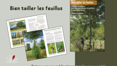 Bien tailler les feuillus