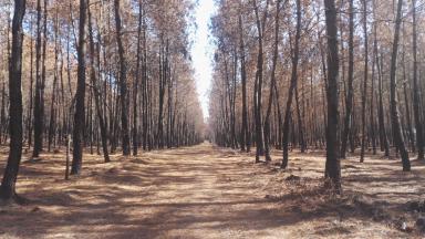 Desserte en forêt - ©CNPF Bretagne-Pays de la Loire