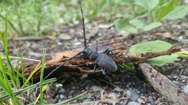 Monochamus Ludivine Page©CNPF