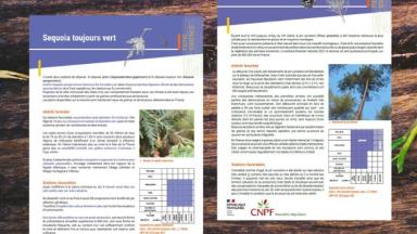 Photo fiches essences