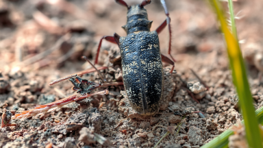 Monochamus - Ludivine Page © CNPF