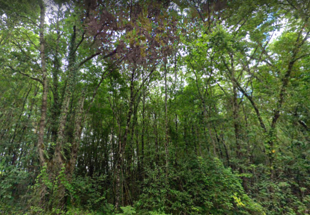 Photo d'une forêt sur la commune de Tercé