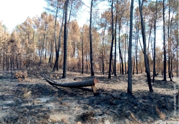 Boisement brûlé - incendie Landiras