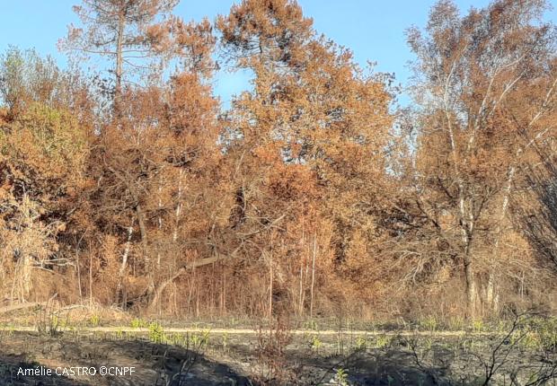 post-incendie landiras