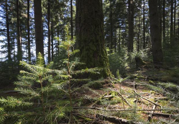 Bois et Forêts n°5