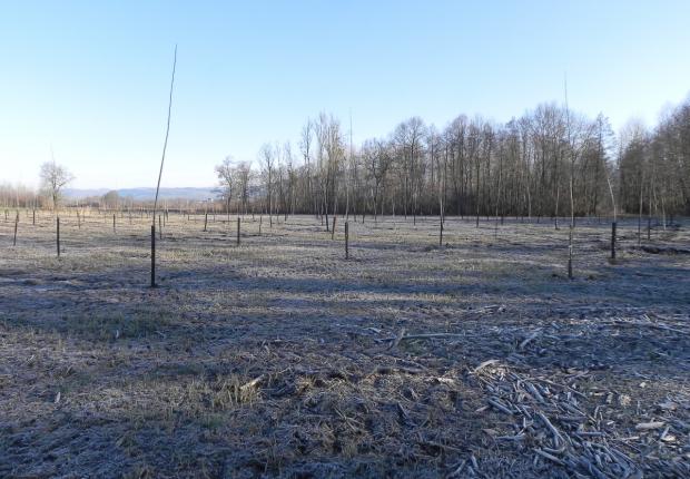 planter ses peupliers