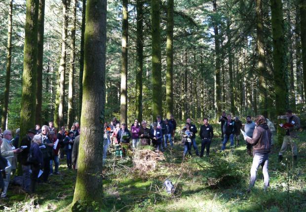 Peuplement de Douglas