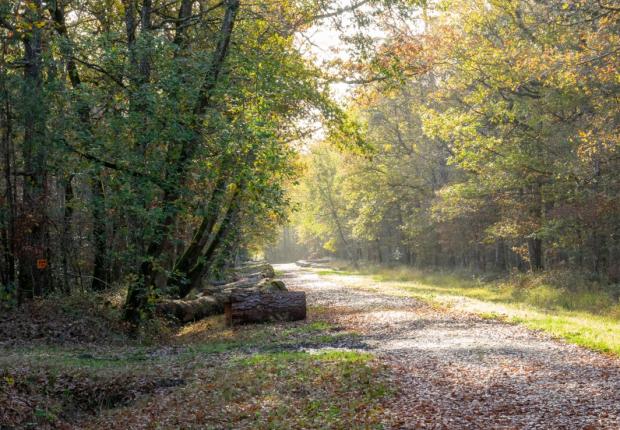 PRENDRE EN MAIN SES BOIS