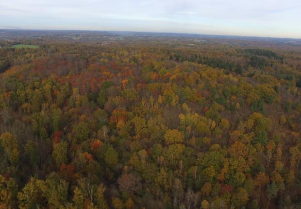 forêt