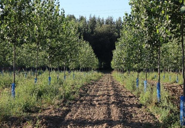 plantation peupliers