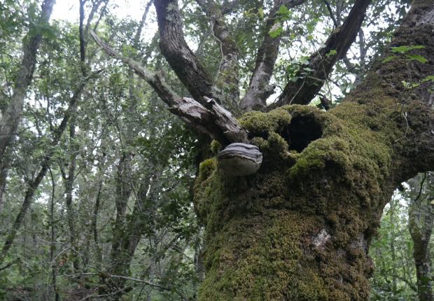 Nuits des Forêt Hourtin 2025