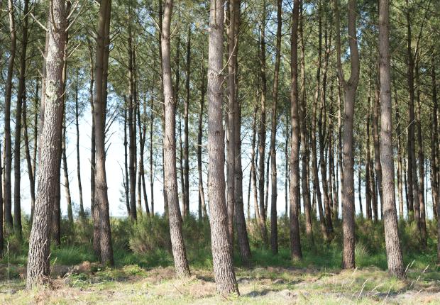 Pin maritime Mimizan