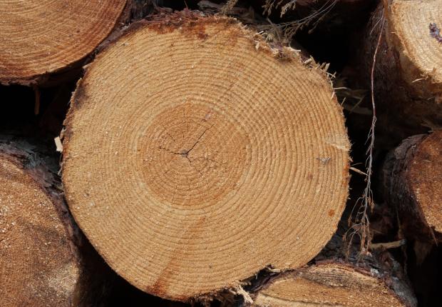 Grume PM - Anne Geneix © CNPF