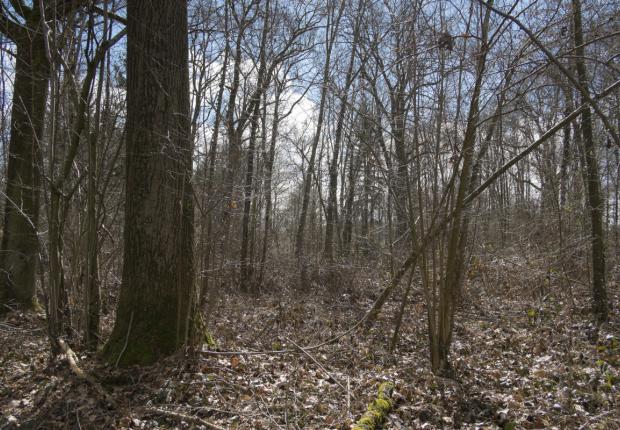 peuplement irrégulier