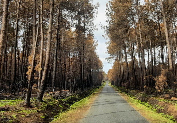 Bandeau page DFCI - CNPF NA