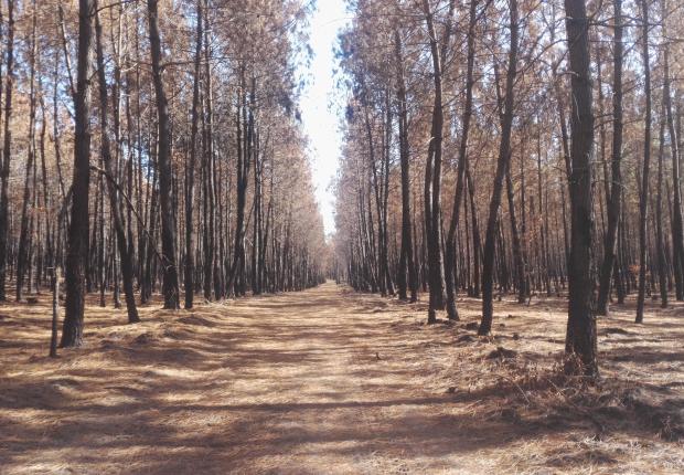 Desserte en forêt - ©CNPF Bretagne-Pays de la Loire
