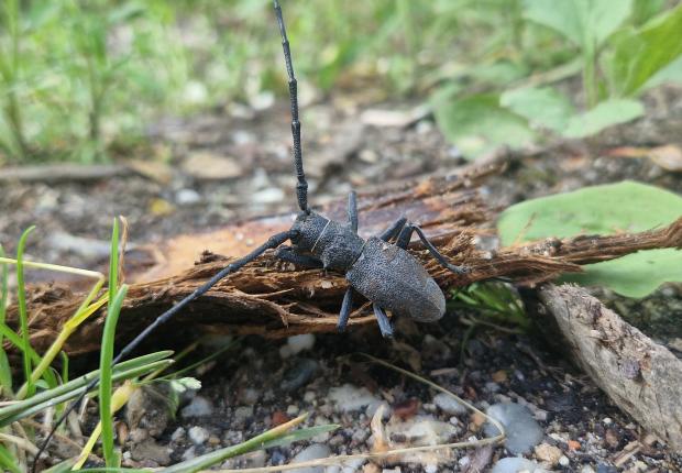 Monochamus Ludivine Page©CNPF