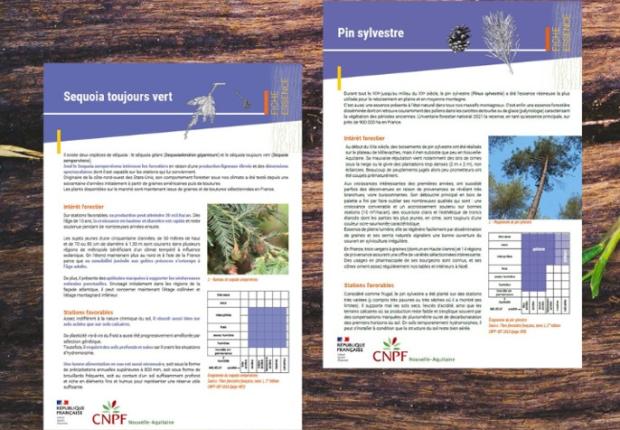 Photo fiches essences