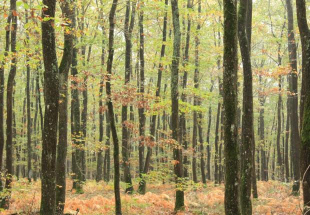 Eclaircies de taillis