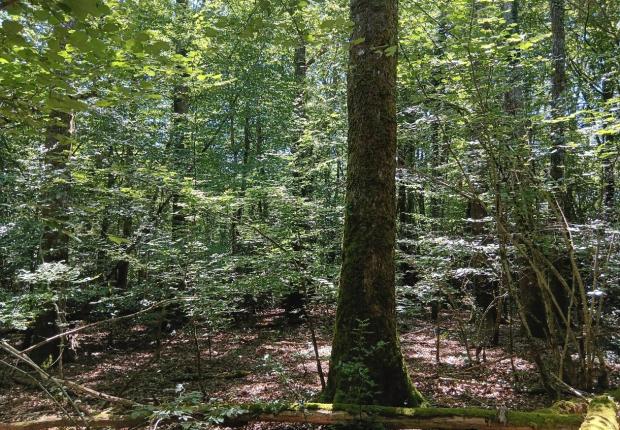 Un sylviculteur, un bois