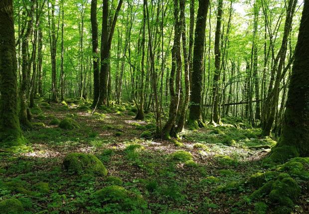 Forêt de feuillus