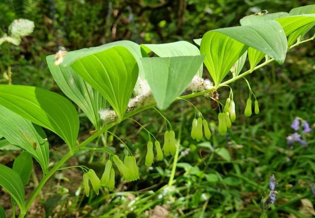 biodiversité