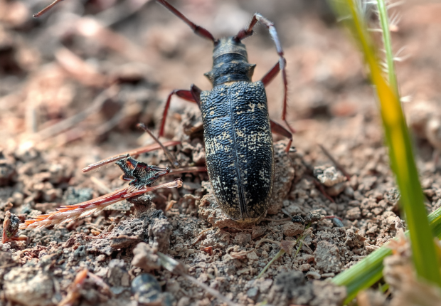 Monochamus - Ludivine Page © CNPF