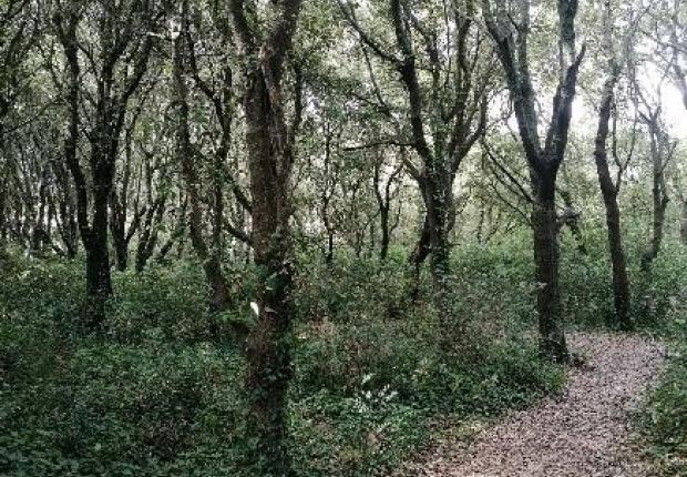 foret