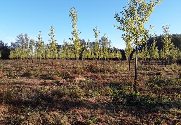 plantation peuplier