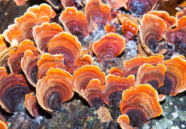 champignon