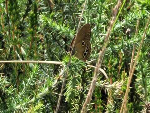 Fadet des laîches mâle sur une branche de molinie