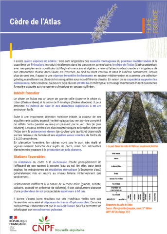 Fiche essence Cèdre de l'Atlas