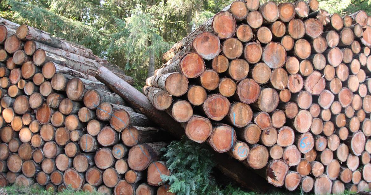 Réaliser une coupe de bois en respectant la réglementation - Coupes de bois  - Forêts - Agriculture, forêts et développement rural - Actions de l'État -  Les services de l'État dans la Drôme