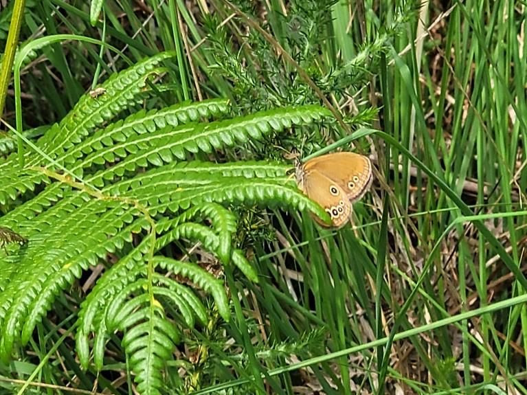 Fadet des laîches