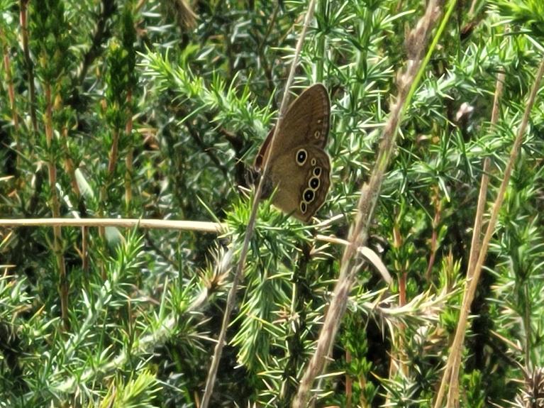 Fadet des laîches sur une branche de molinie