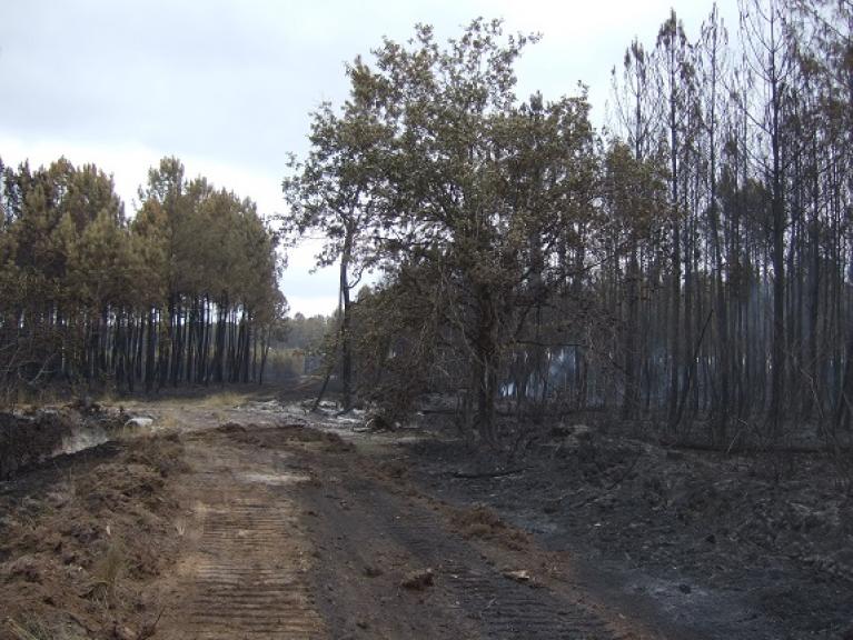 Zone forestière incendiée