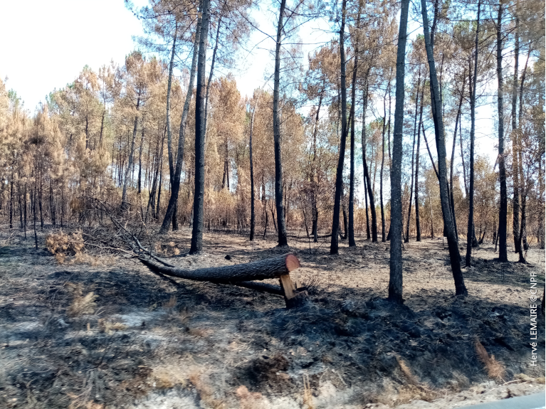 Boisement brûlé - incendie Landiras