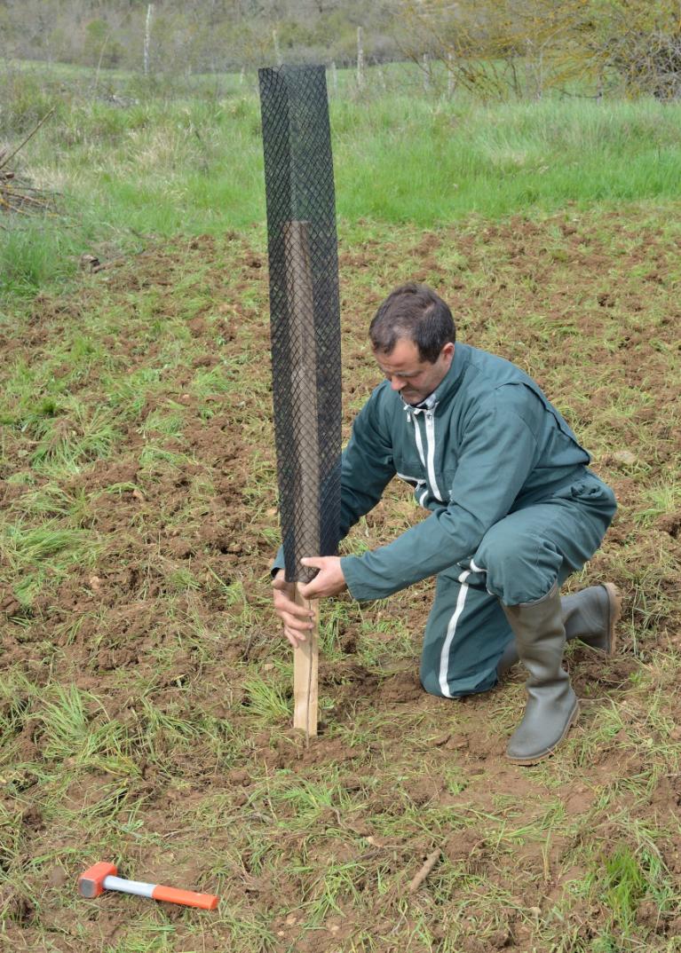 Protection contre les chevreuils