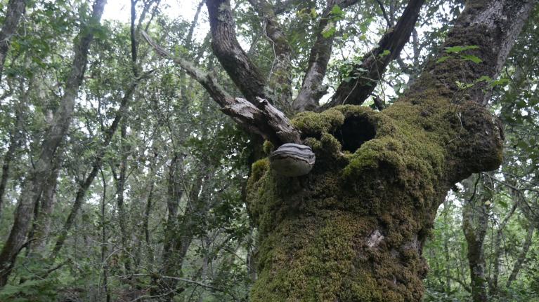 Nuits des Forêt Hourtin 2025