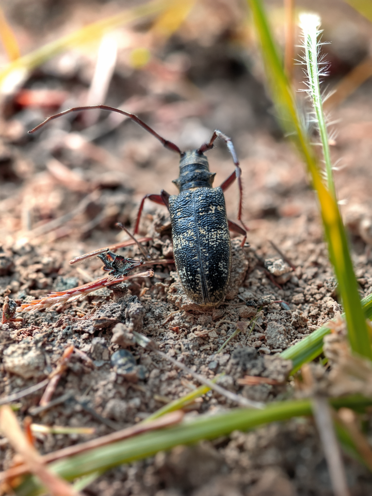 Monochamus - Ludivine Page © CNPF